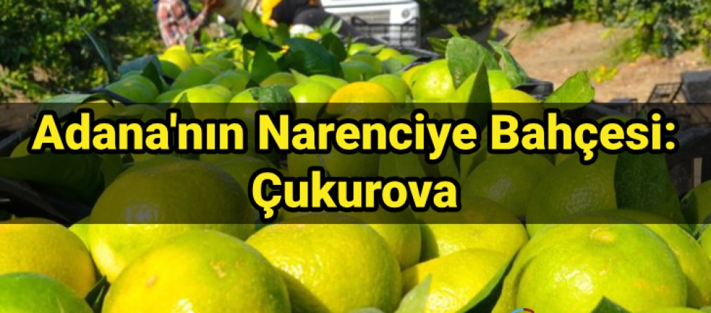 Adana'nın Narenciye Bahçesi: Çukurova