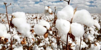 Beyaz Altın Olarak Bilinen Pamuk