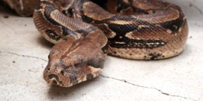 Boa Yılanı ve Özellikleri