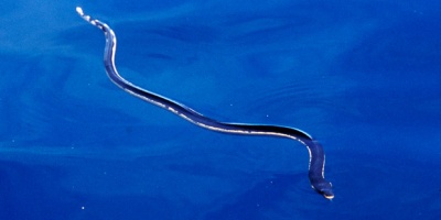 Deniz Yılanları Nasıl Canlılardır?