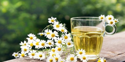 Papatyanın Faydaları Nelerdir?