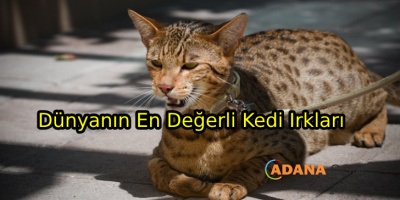 Dünya'nın En Pahalı Kedi Irkları