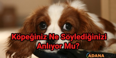 Köpeğiniz Ne Söylediğinizi Anlıyor Mu?