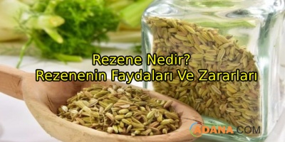 Rezenenin Faydaları Ve Zararları