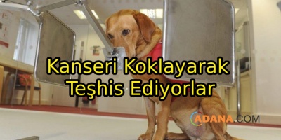 Sevimli Dostlar Kanseri Koklayarak Çözüyor!