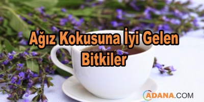 Ağız Kokusuna İyi Gelen Bitkiler