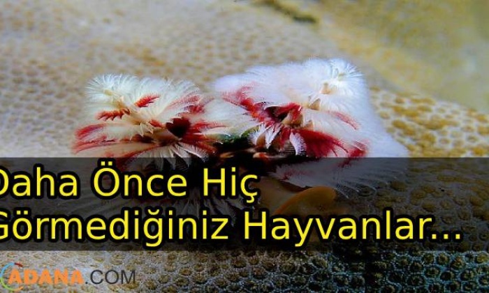 Fazla Bilinmeyen Hayvanlar Ve Özellikleri