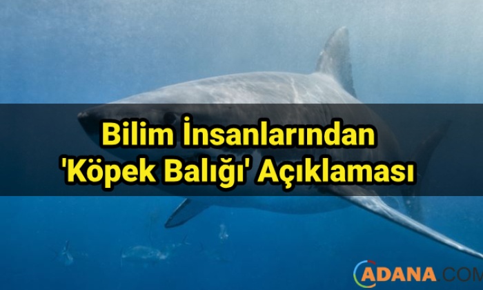 Onların Da Korktuğu Bir Canlı Var