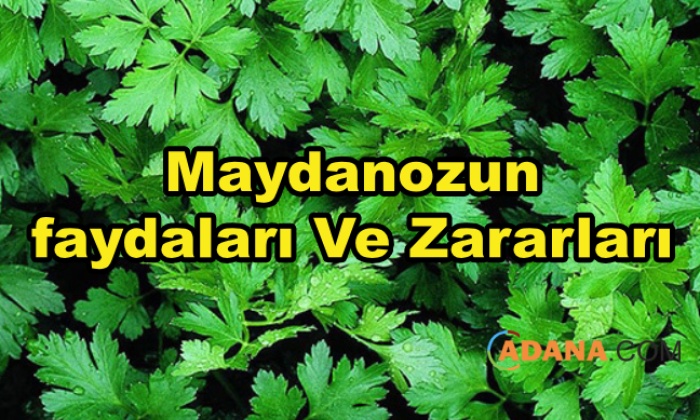 Maydanozun Faydaları Ve Zararları