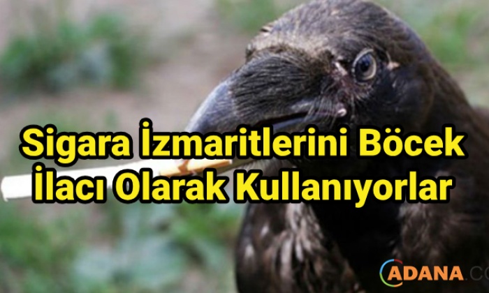 Sigara İzmaritlerini Böcek İlacı Olarak Kullanıyorlar