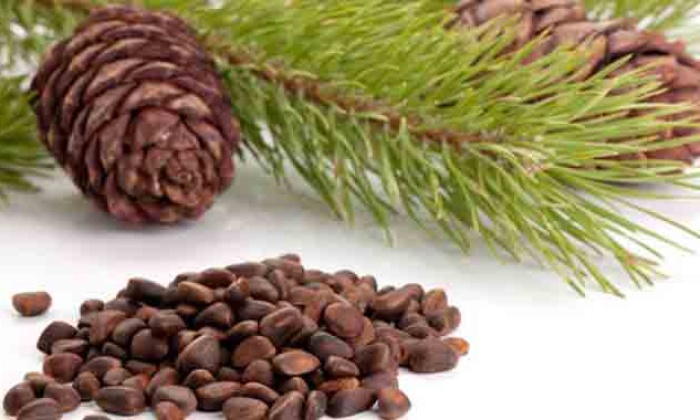 Çam Fıstığının Faydaları