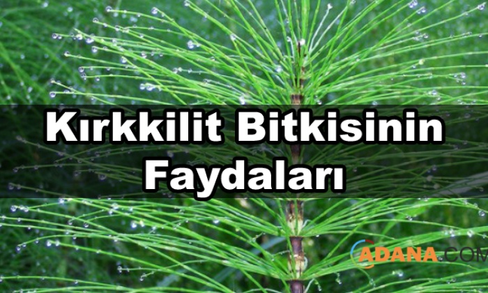 Kırkkilit Bitkisinin Faydaları