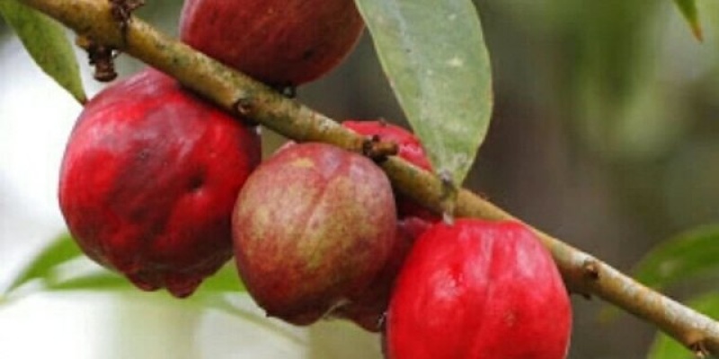 Blushwood Meyvesi Kanser Tedavisine Cevap Veriyor.