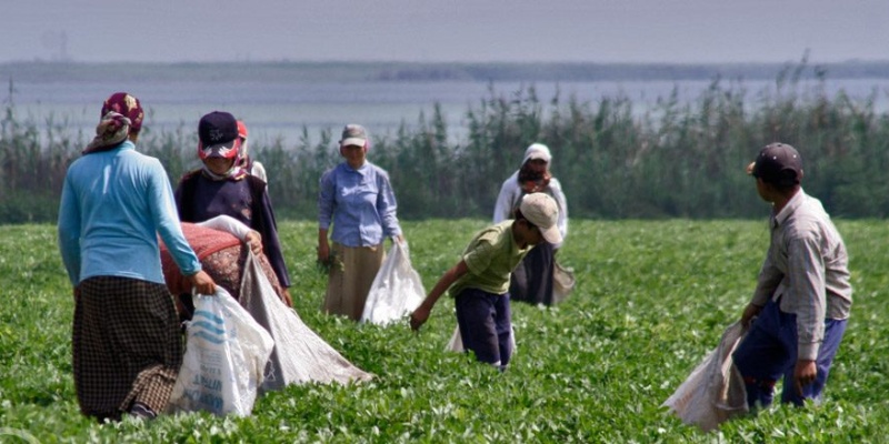Güzel Memleket Adana'da Ne Yetişir?