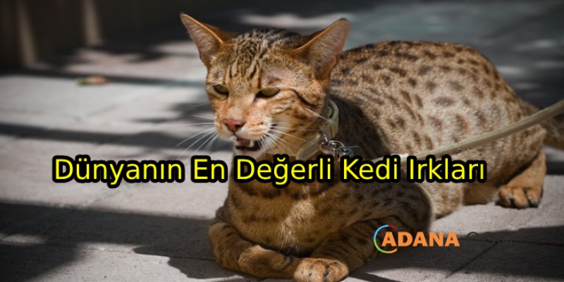 Dünya'nın En Pahalı Kedi Irkları