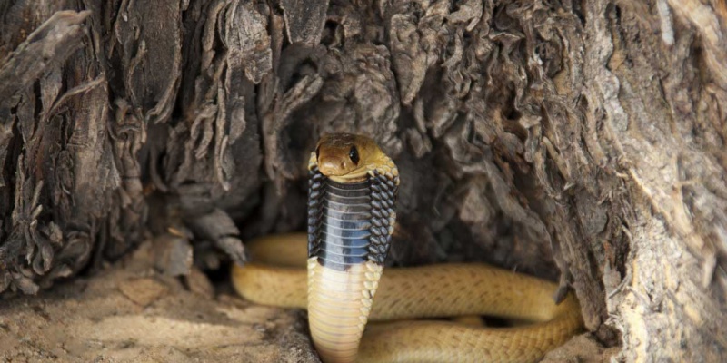 Dünyanın En Tehlikelileri