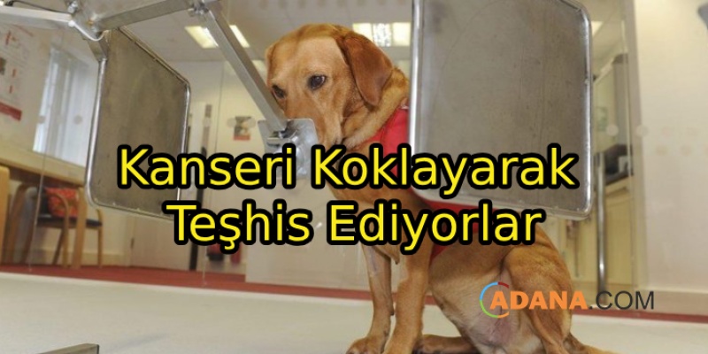 Sevimli Dostlar Kanseri Koklayarak Çözüyor!