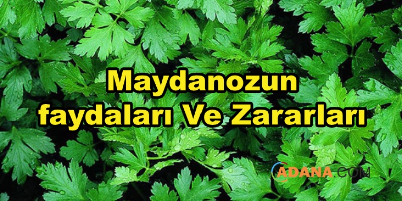 Maydanozun Faydaları Ve Zararları