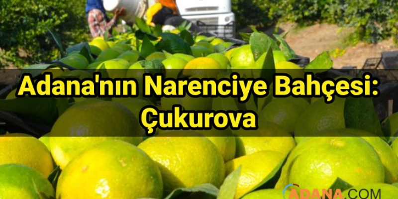 Adana'nın Narenciye Bahçesi: Çukurova