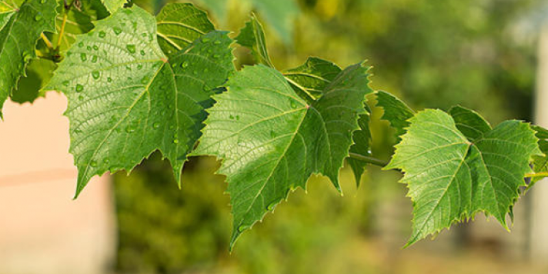 Asma yaprağının faydaları